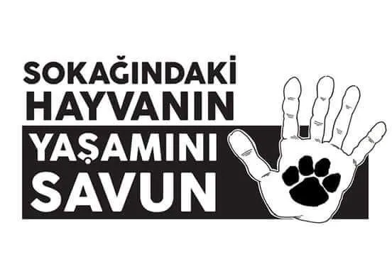 4 Ekim Hayvanları Koruma Günü Şerefine; Mine Vural’la Söyleşi…