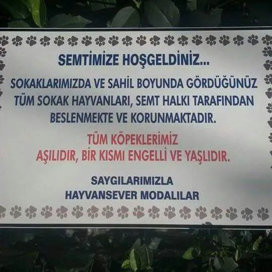 4 Ekim Hayvanları Koruma Günü Şerefine; Mine Vural’la Söyleşi…